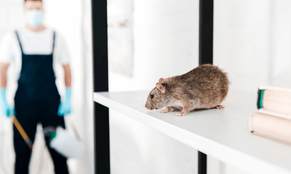 Derattizzazioni Caltanisetta