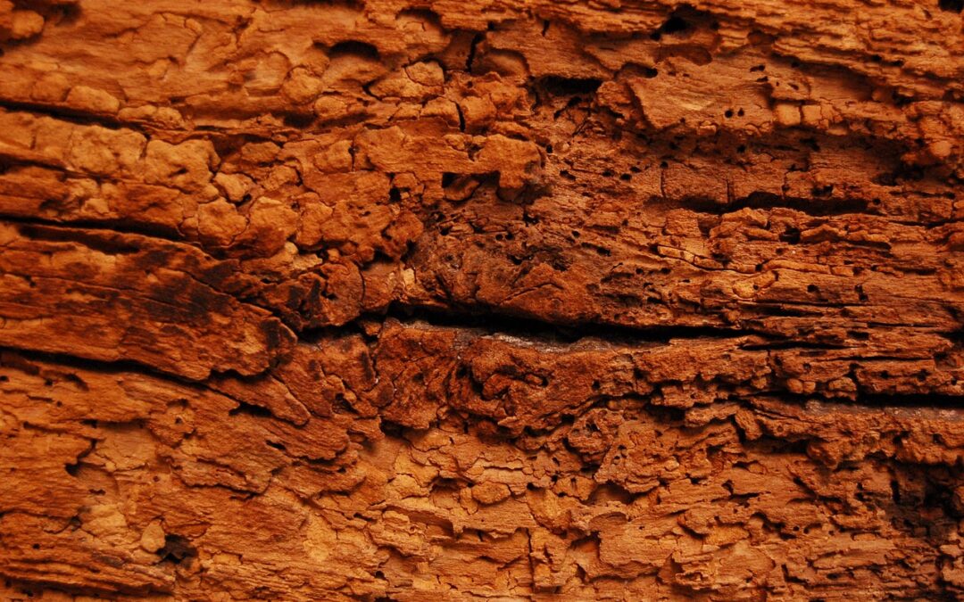 Disinfestazione Tarli Agrigento