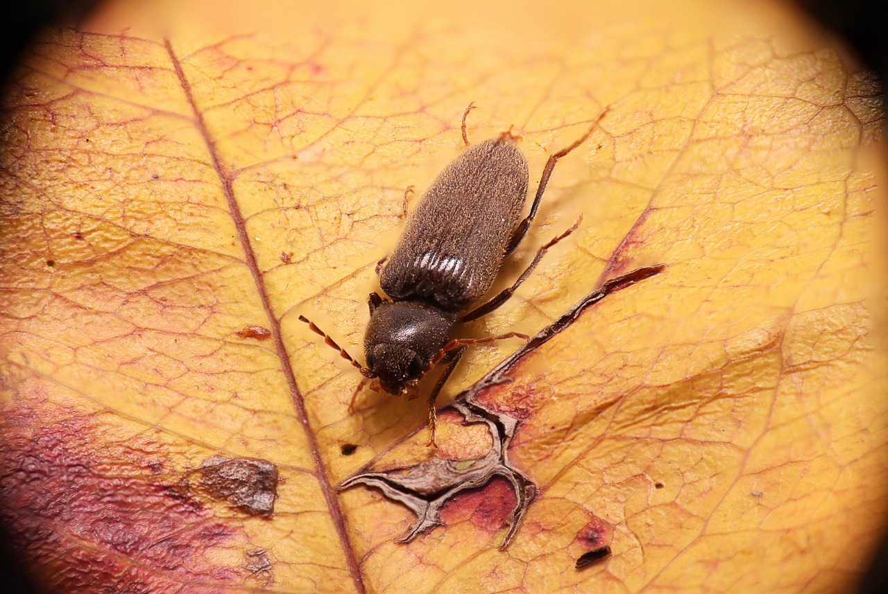 disinfestazione tarli siracusa